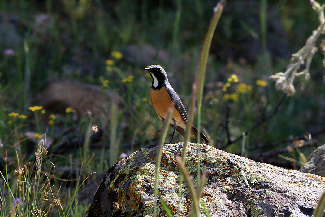 White-throated Robin