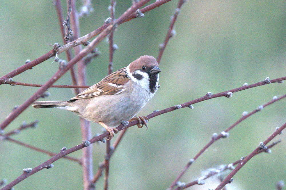 Eurasian Tree Sparrow
