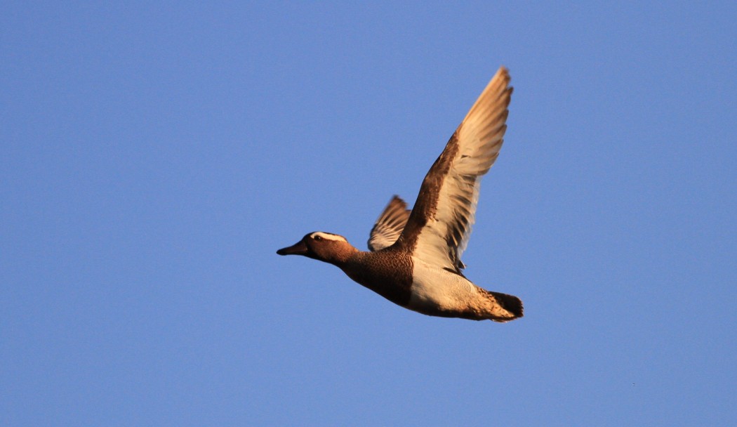 Garganey