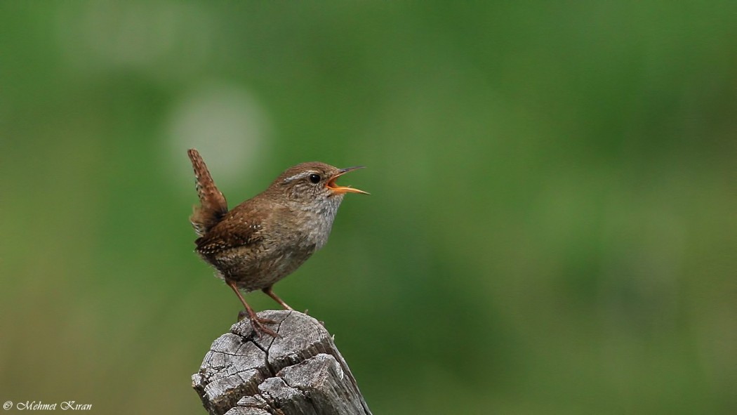 Eurasian Wren