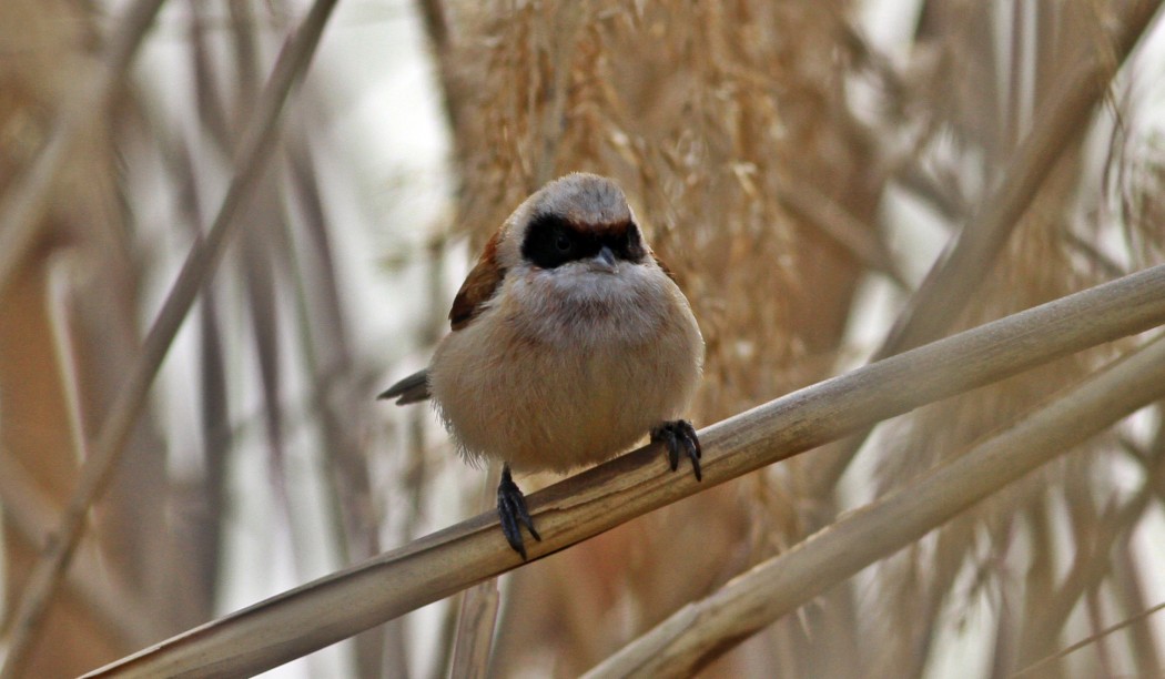Eurasian Penduline Tit