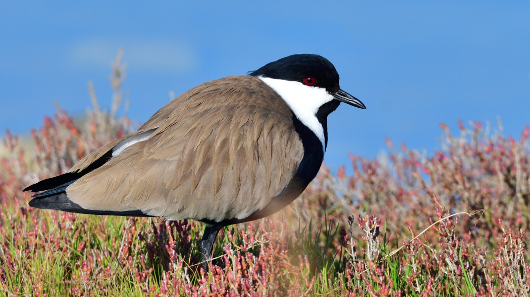 Spur-winged Lapwing