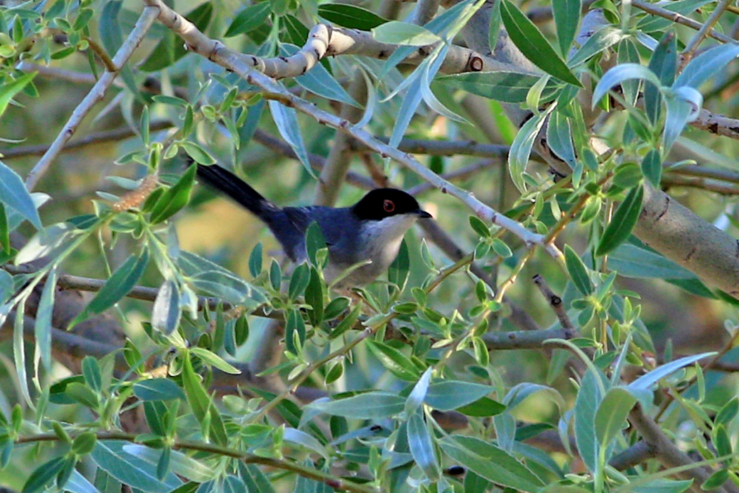Sardinian Warbler