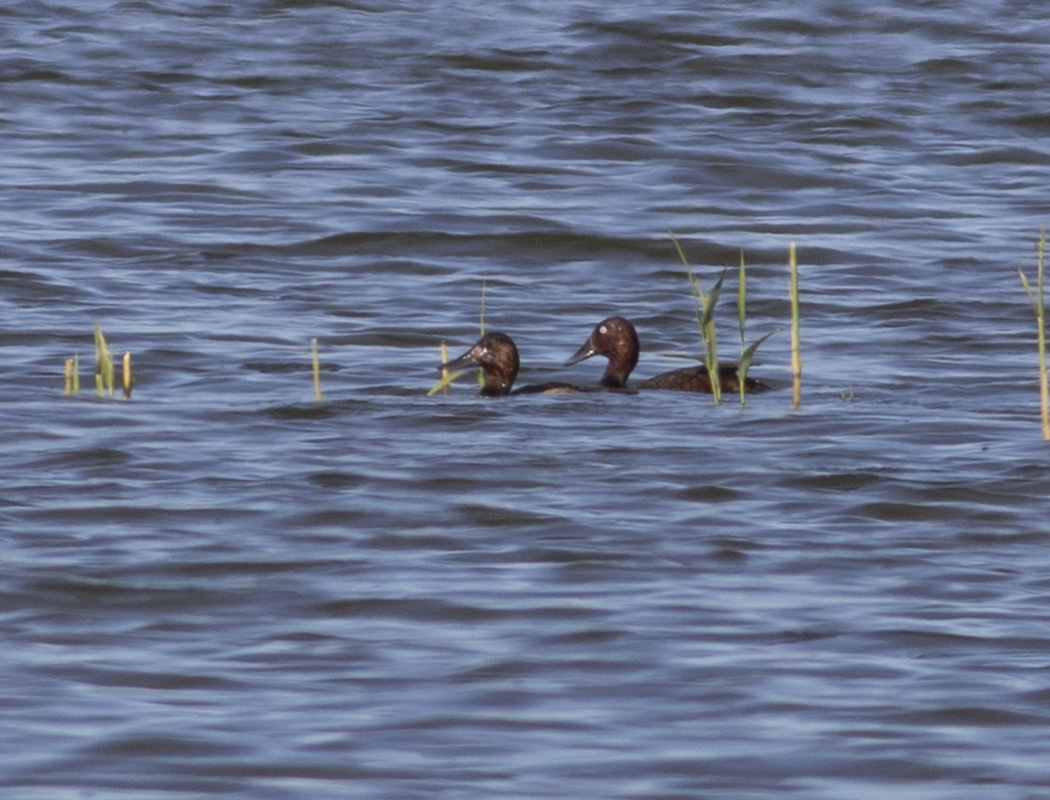 Ferruginous Duck