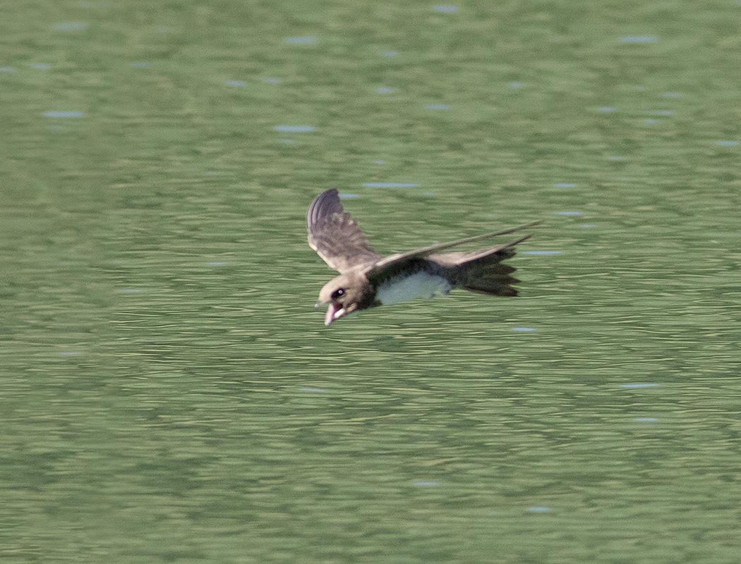 Alpine Swift