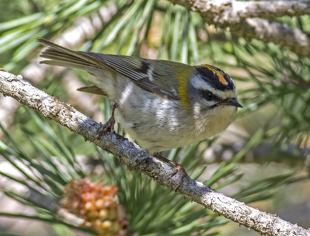 Common Firecrest