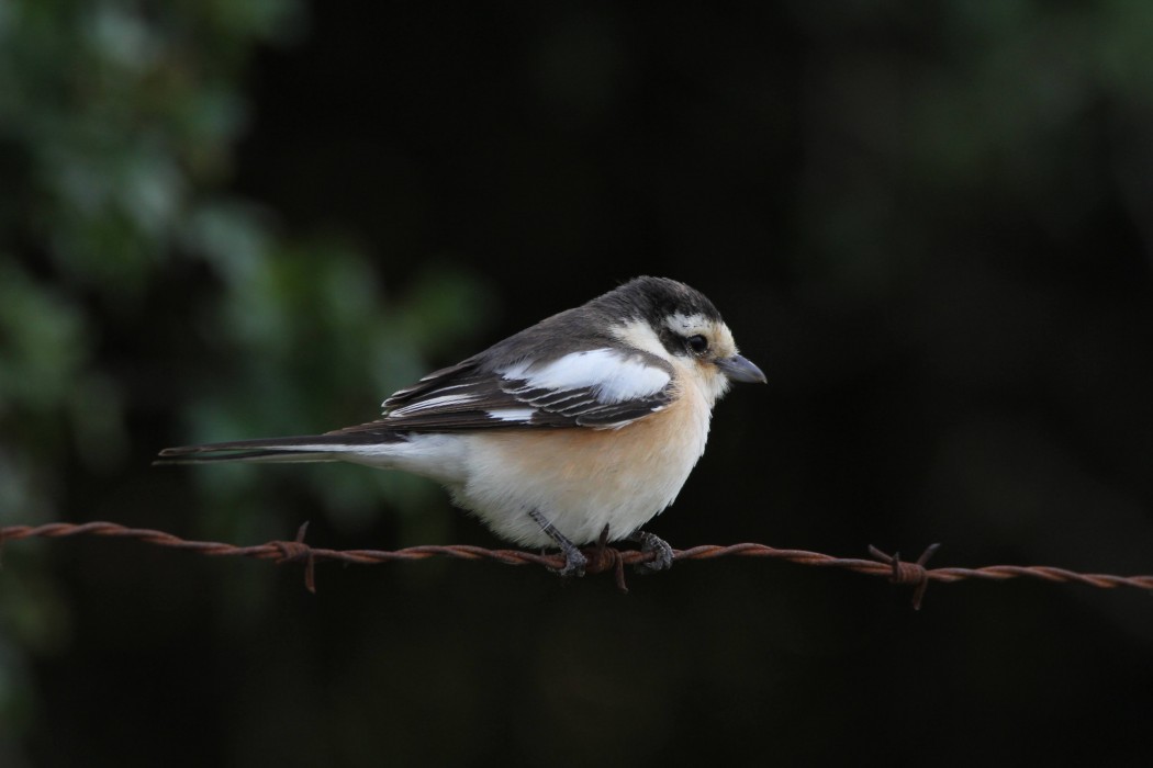 Masked Shrike