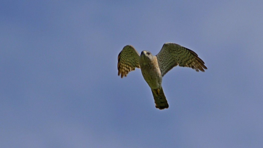 Levant Sparrowhawk