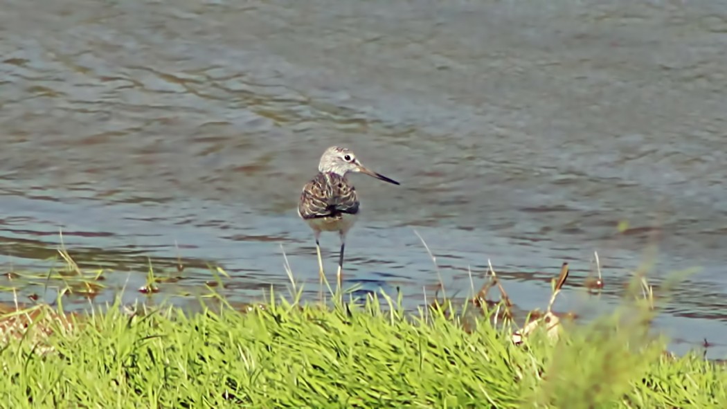 Common Greenshank