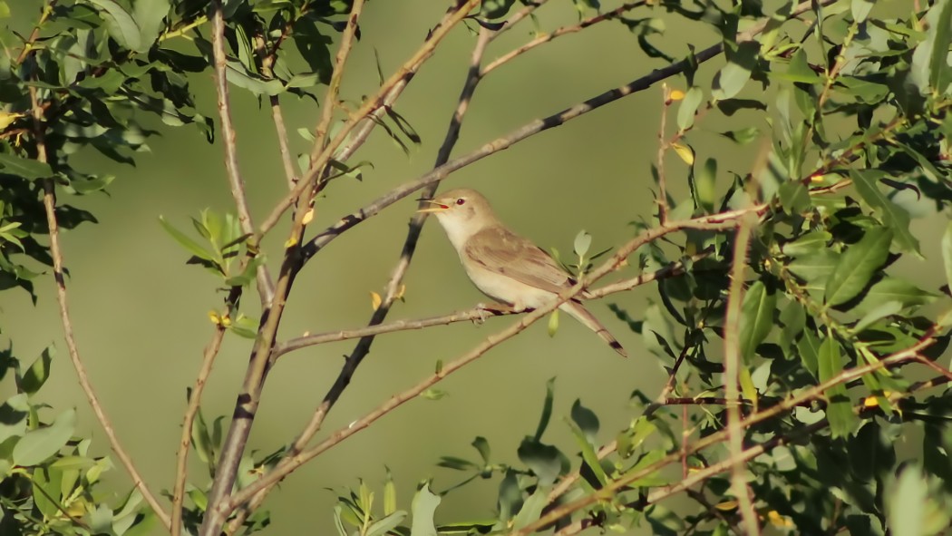 Eastern Olivaceous Warbler