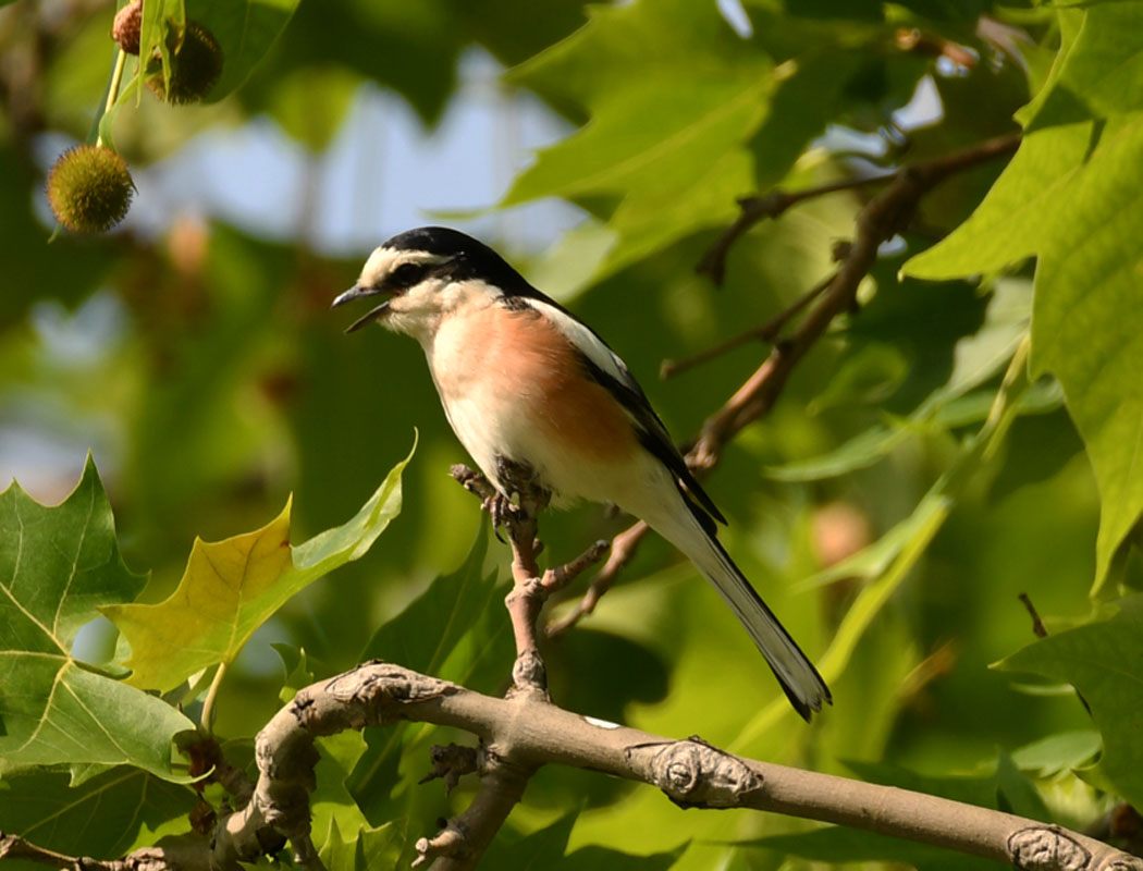 Masked Shrike