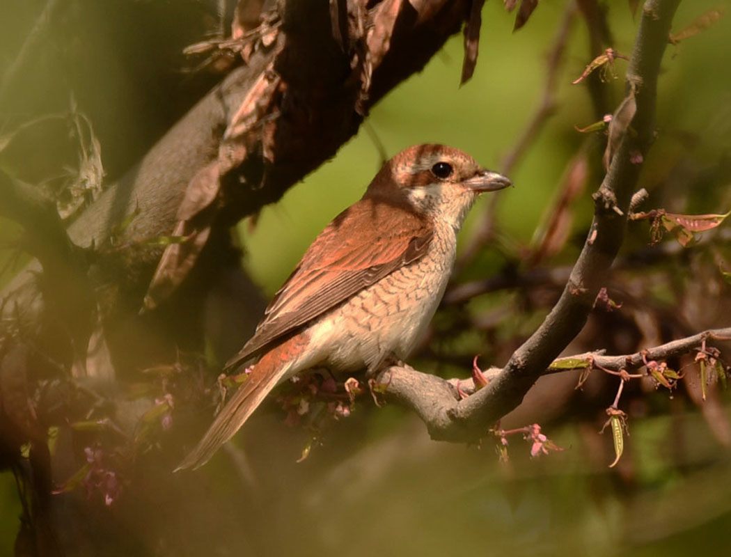 Red-backed Shrike