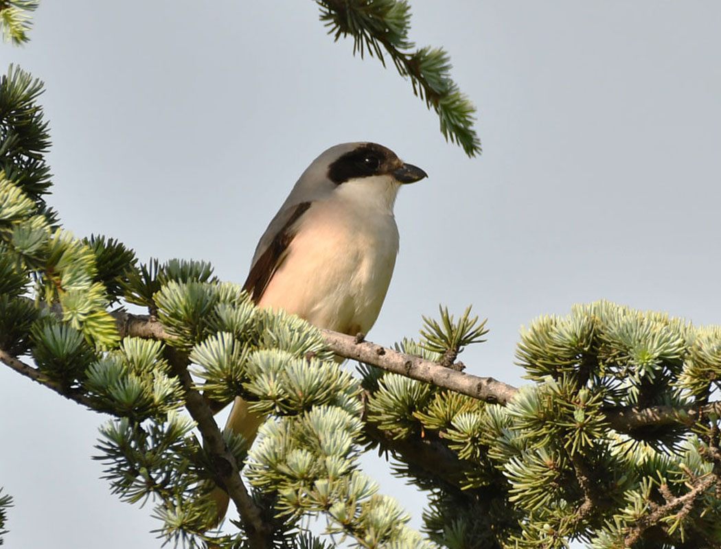 Lesser Grey Shrike