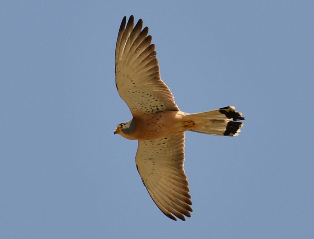 Lesser Kestrel