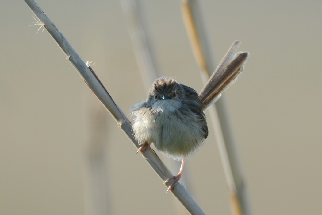 Delicate prinia