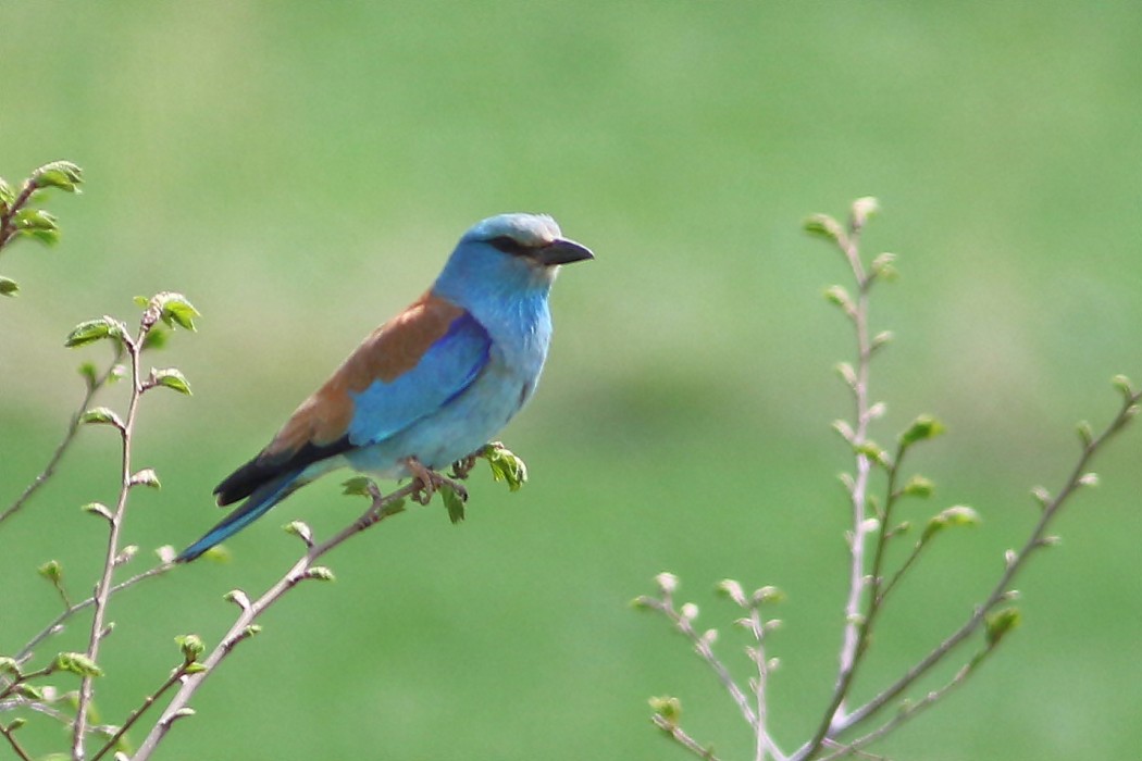 European Roller
