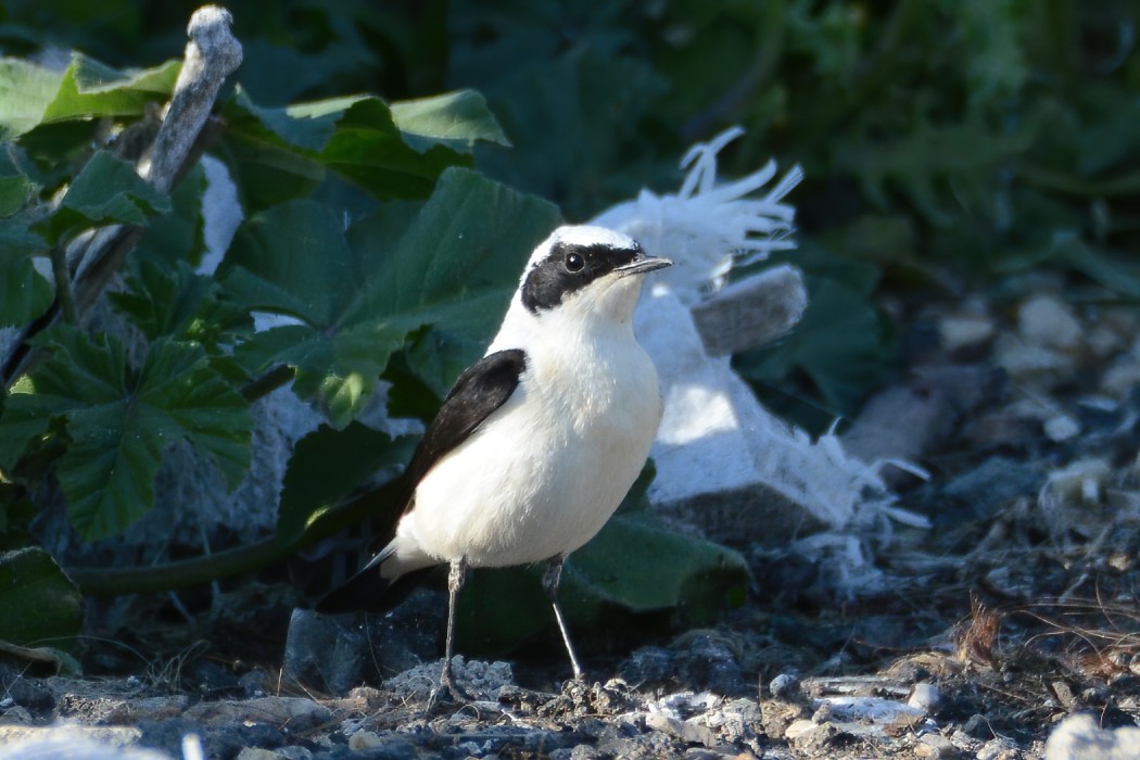 Black-eared Wheatear