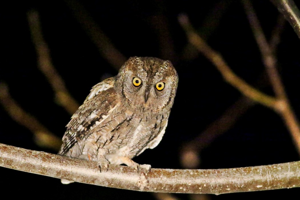 Eurasian Scops Owl
