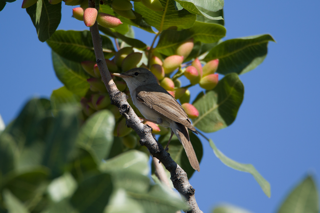 Upcher`s Warbler
