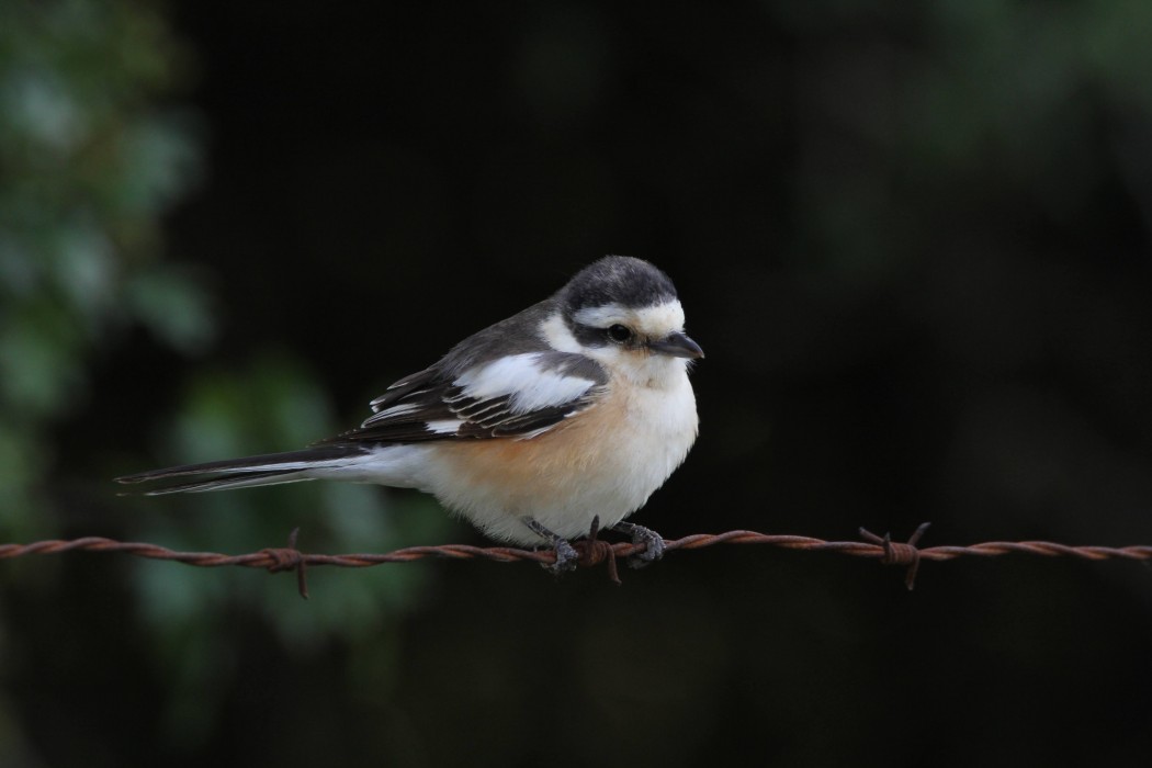 Masked Shrike