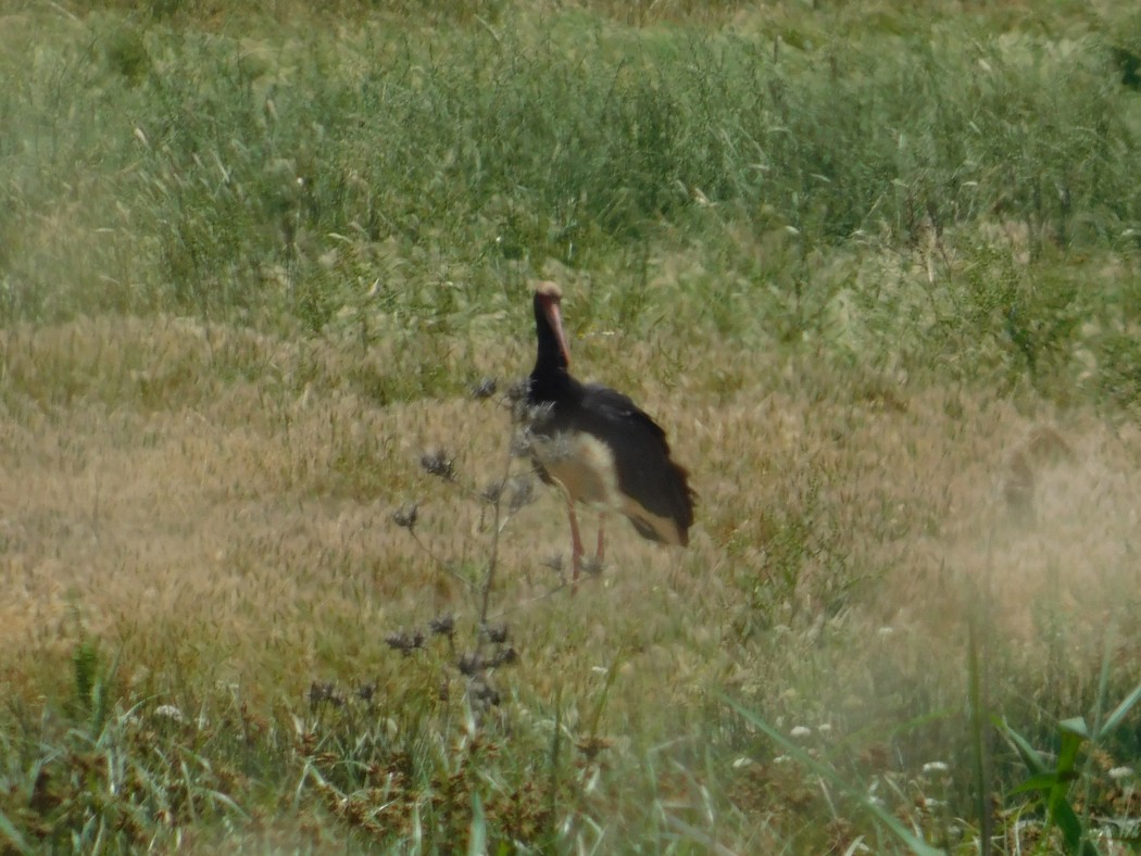 Black Stork