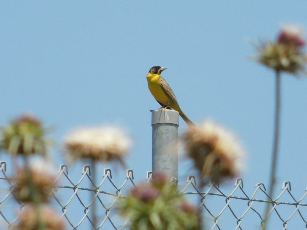 Black-headed Bunting