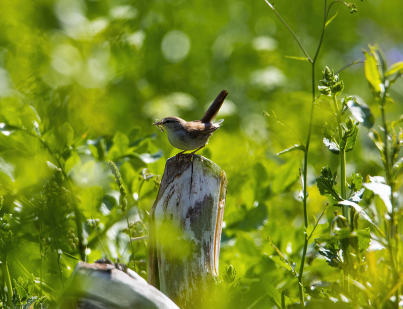 Cetti`s Warbler