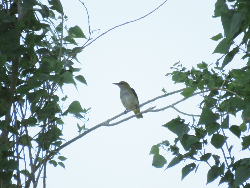 Eurasian Golden Oriole
