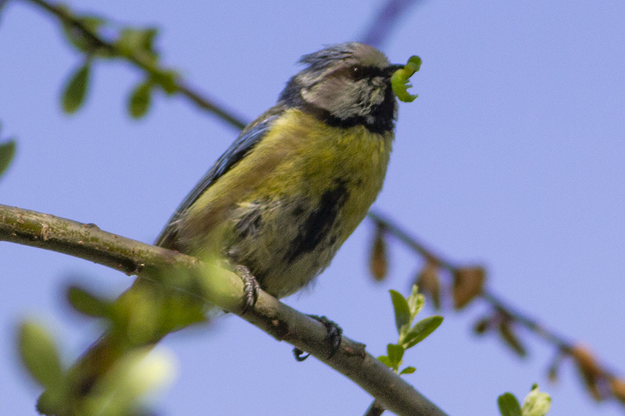 Eurasian Blue Tit
