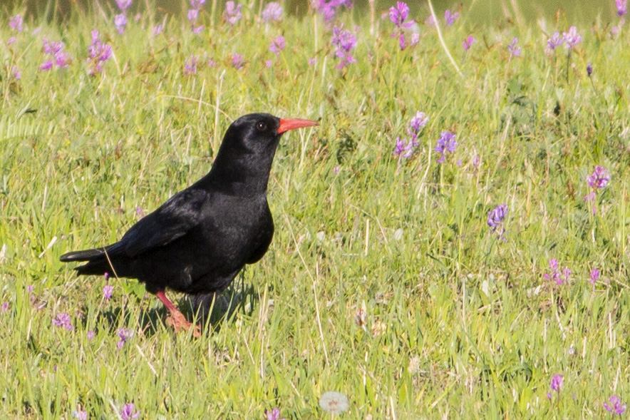 Red-billed Chough