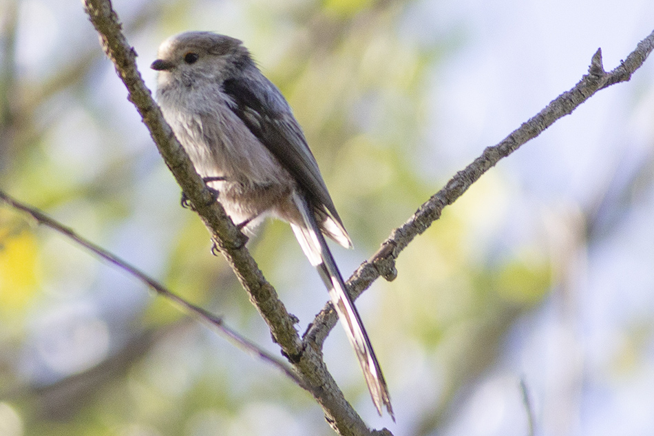 Long-tailed Tit