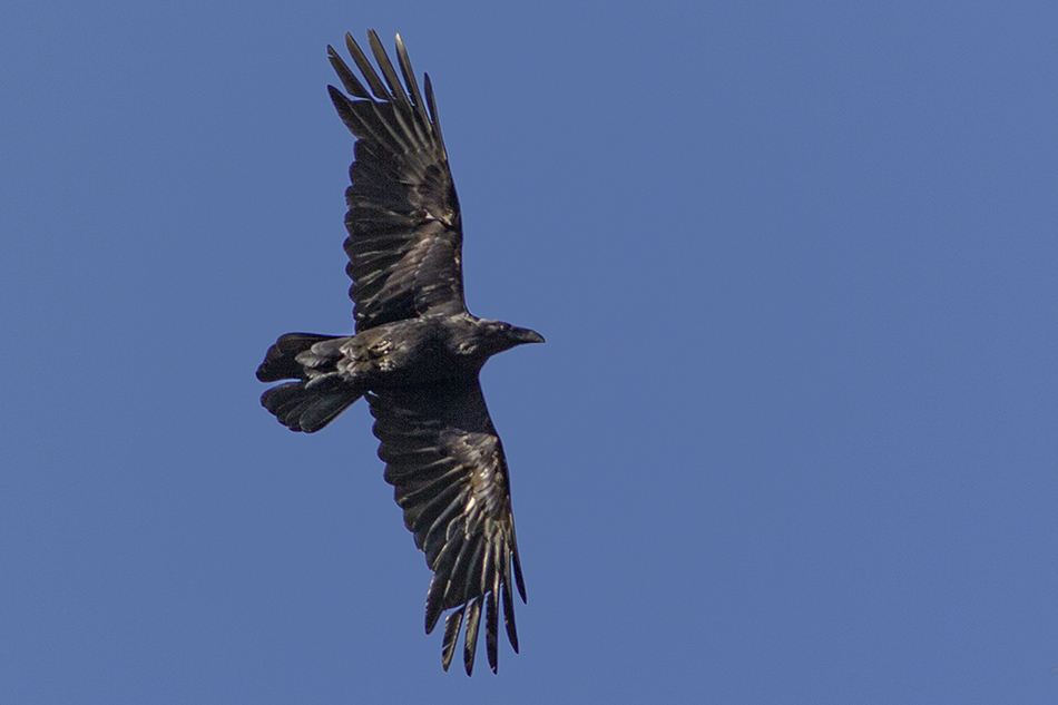Northern Raven