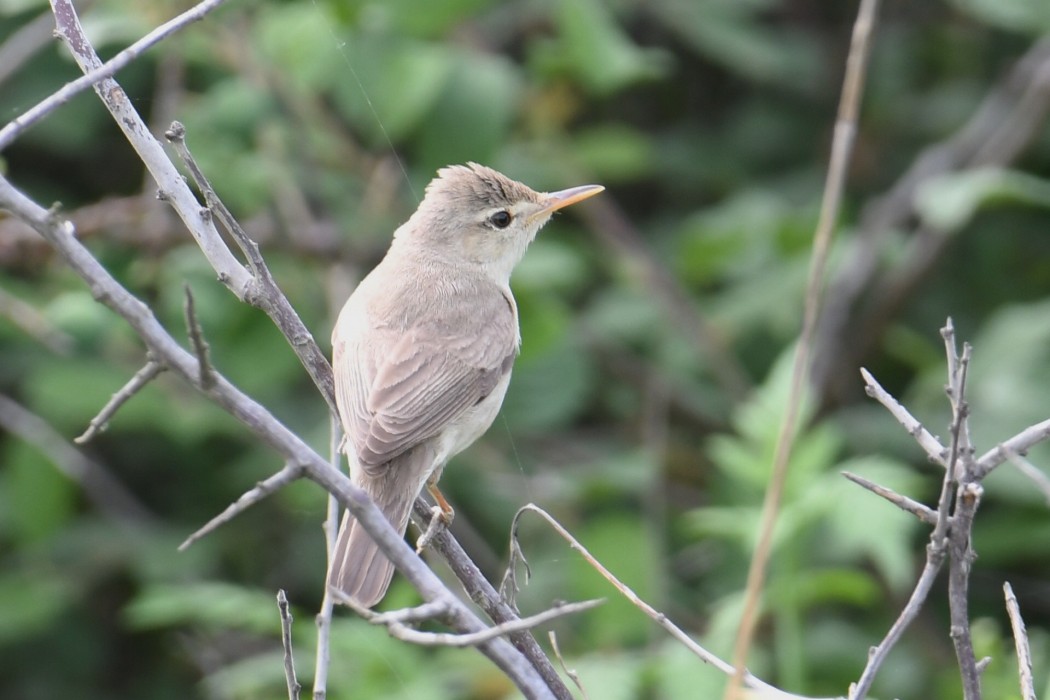 Eastern Olivaceous Warbler
