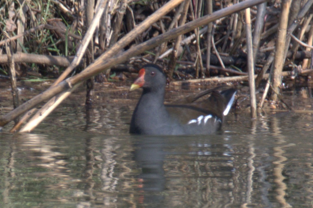 Common Moorhen