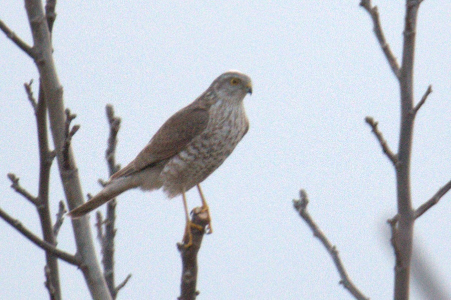 Eurasian Sparrowhawk