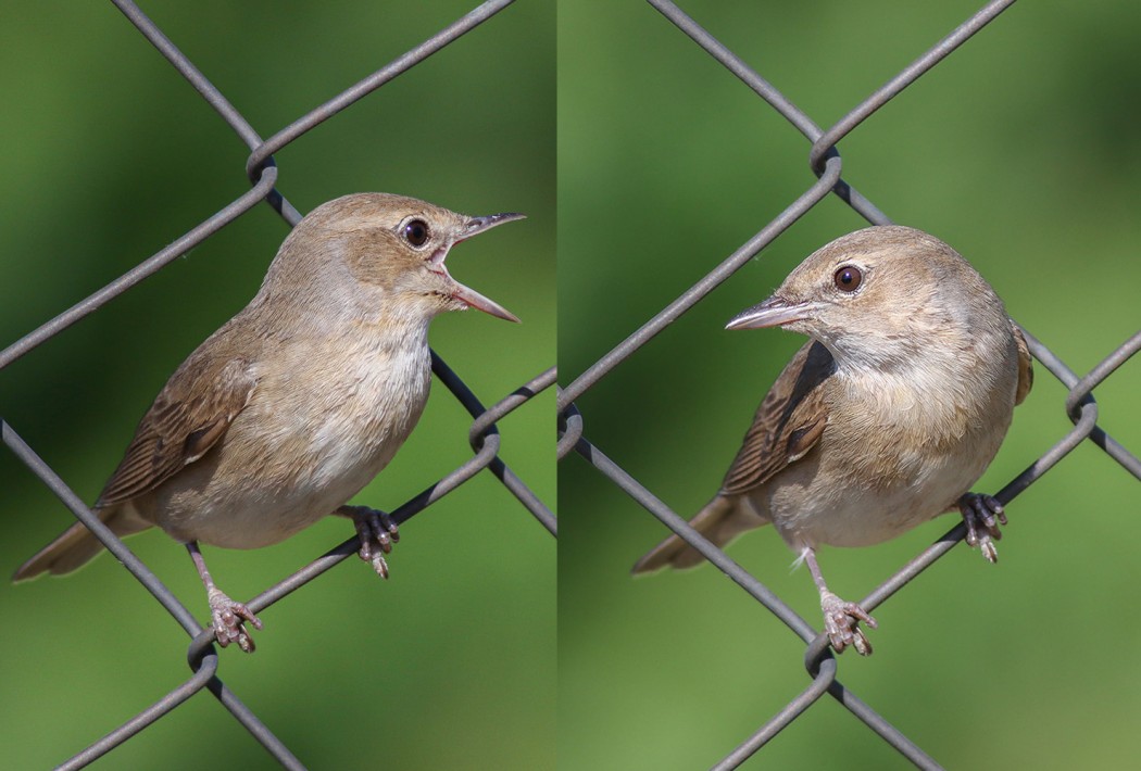 Garden Warbler