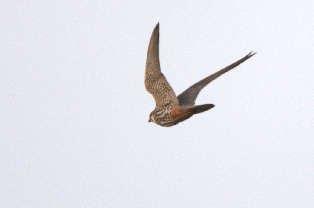 Eurasian Hobby