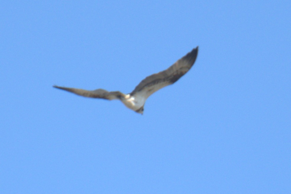 Osprey