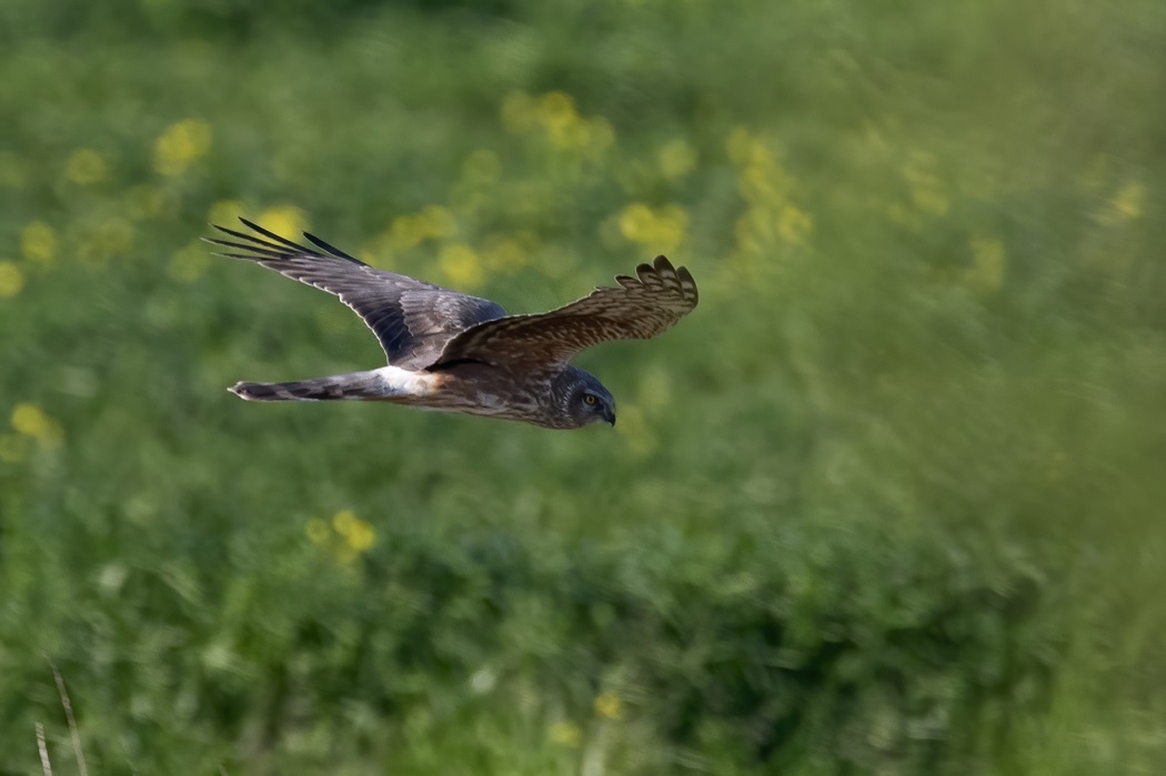 Hen Harrier