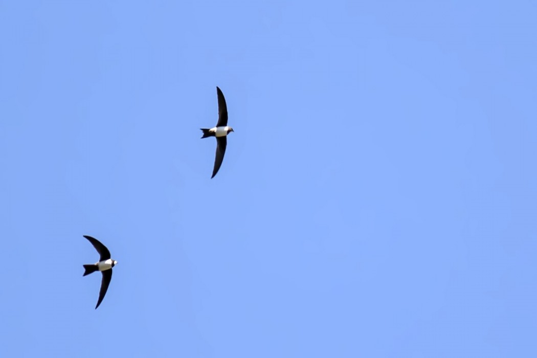 Alpine Swift