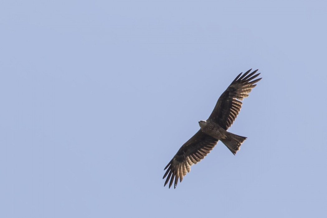 Black Kite