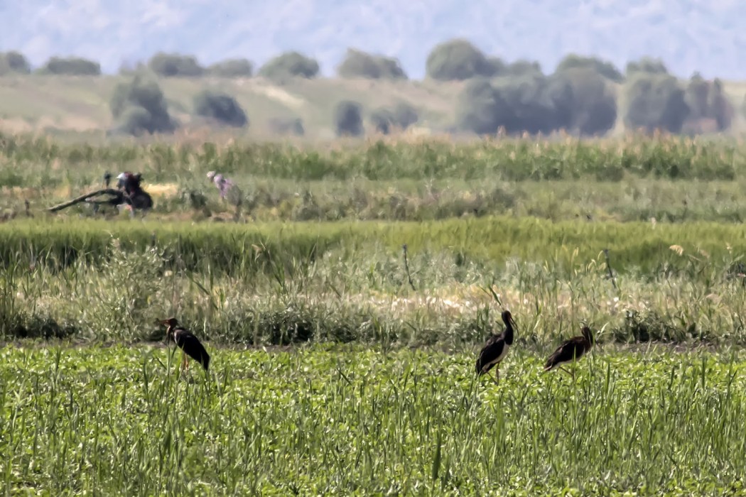 Black Stork