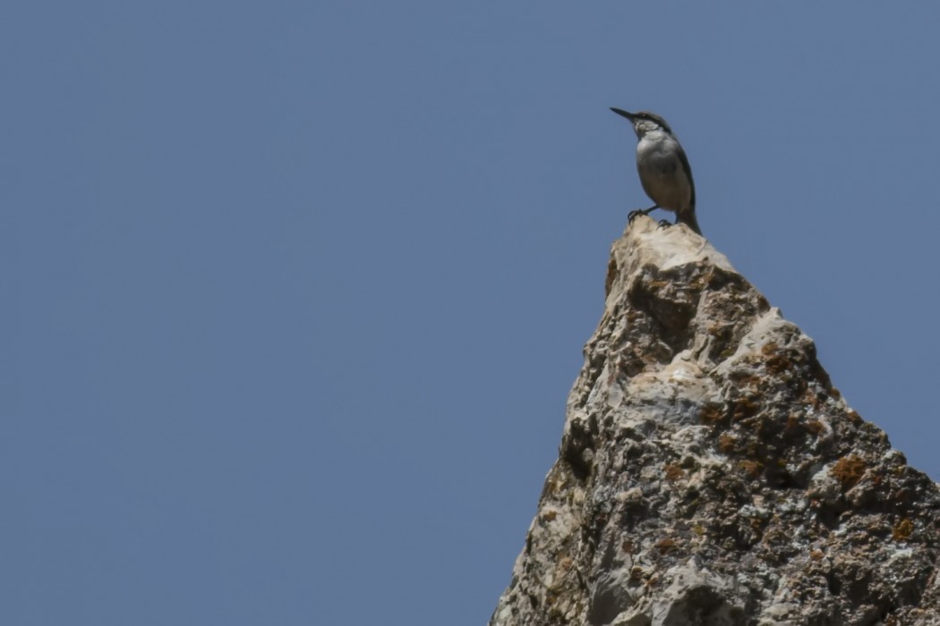 Western Rock Nuthatch