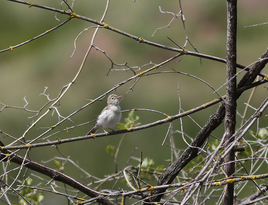 Eastern Olivaceous Warbler