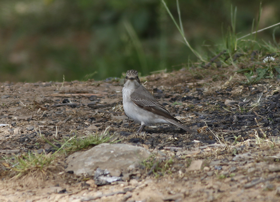 Spotted Flycatcher