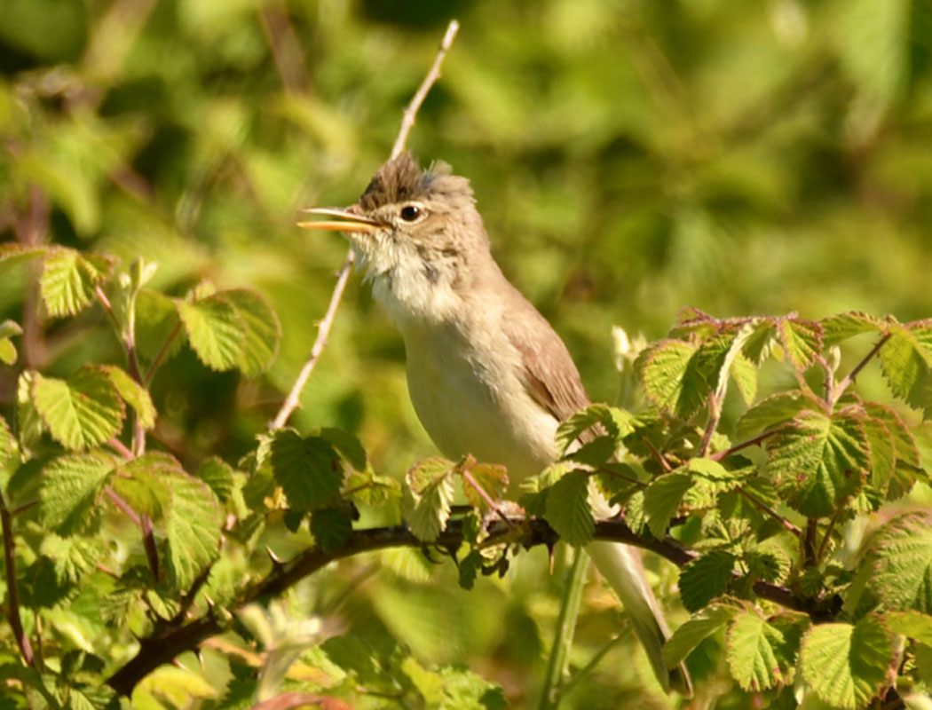 Eastern Olivaceous Warbler