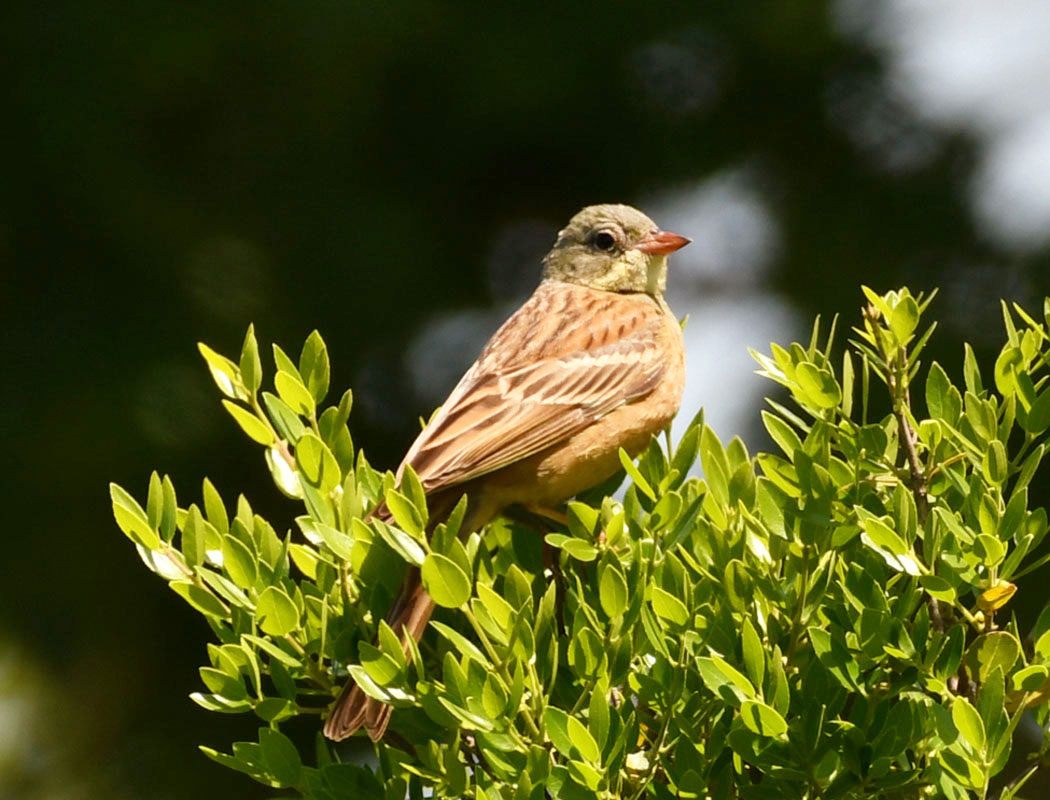 Ortolan Bunting