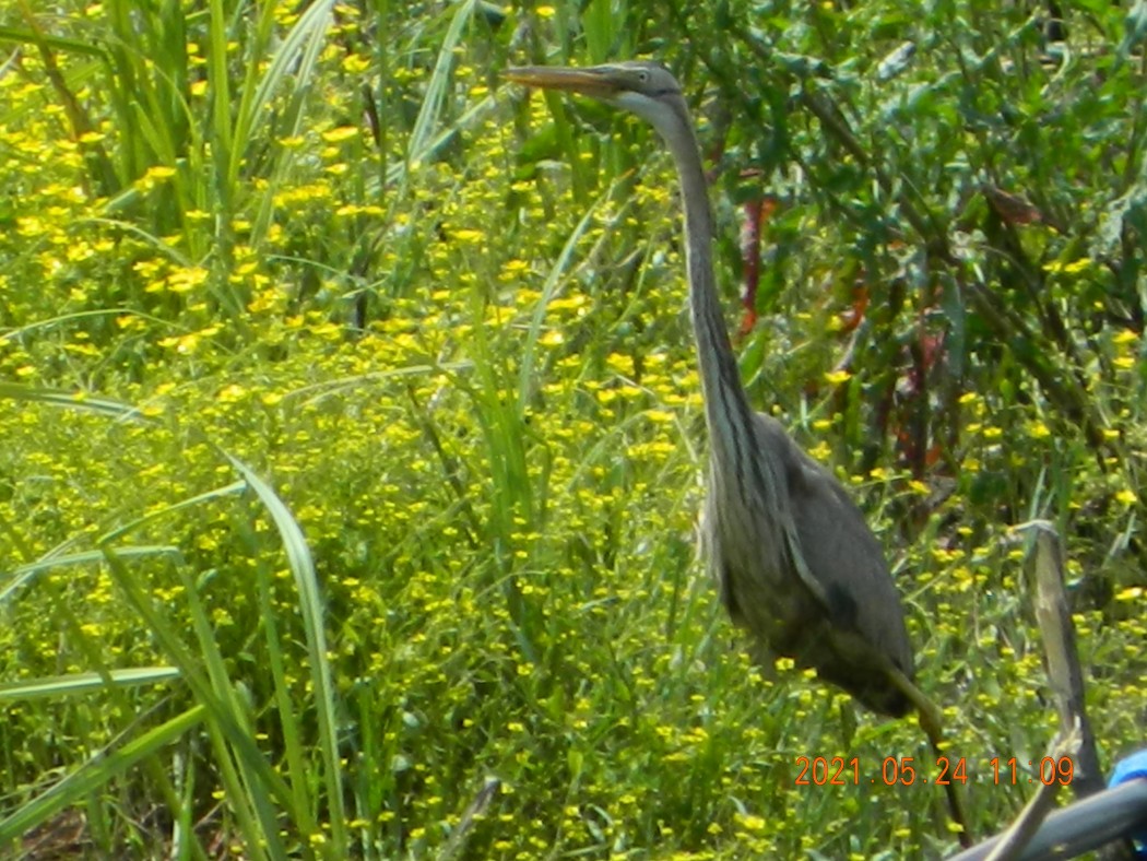 Purple Heron