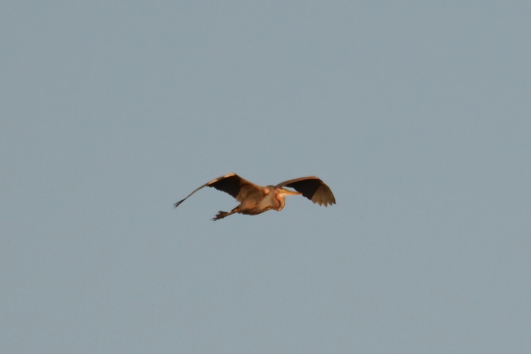 Purple Heron