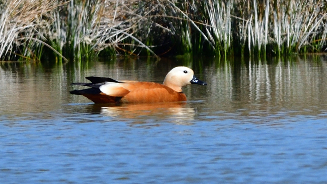 Ruddy Shelduck